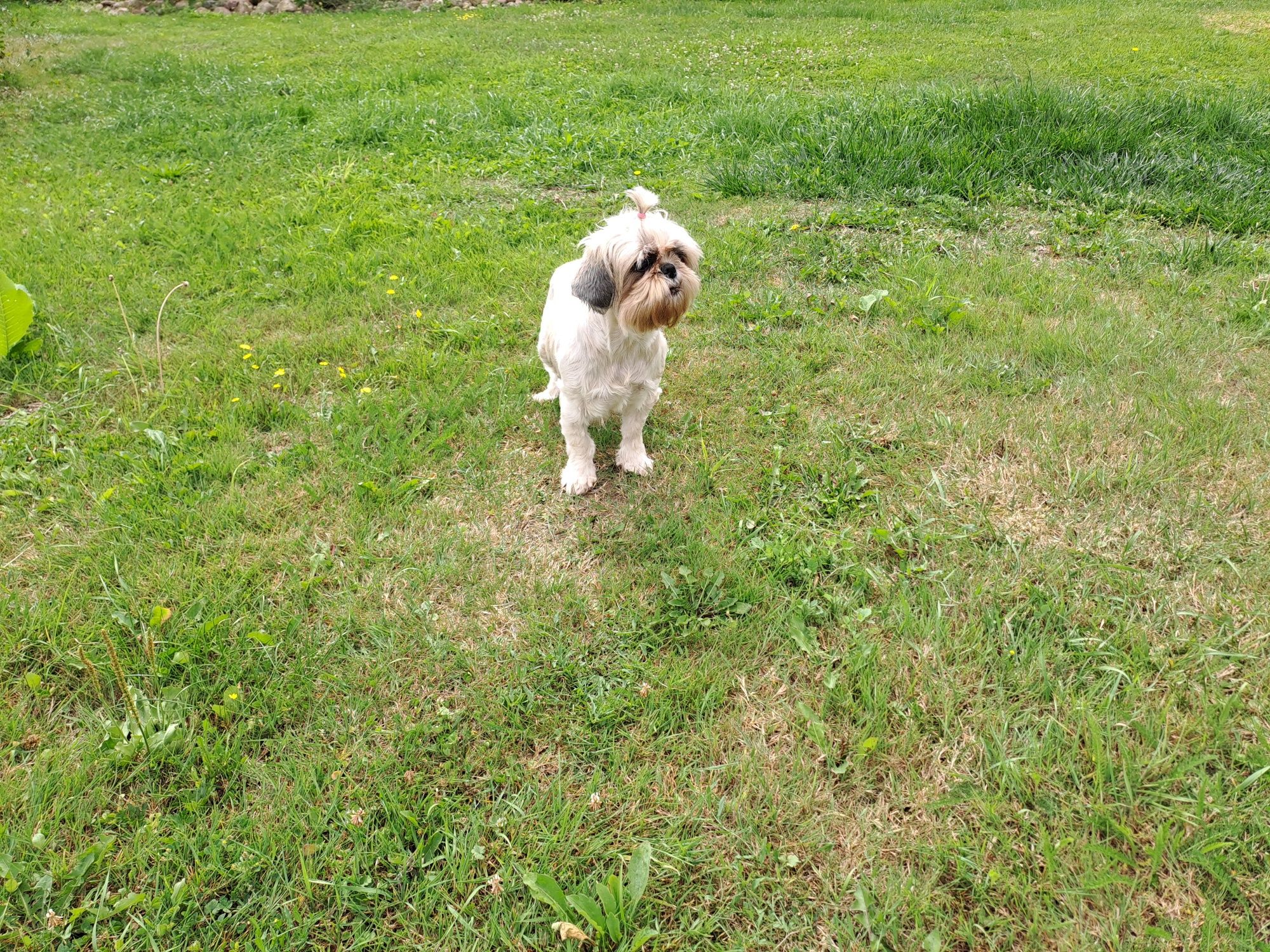 Shih-tzu suczka dorosła