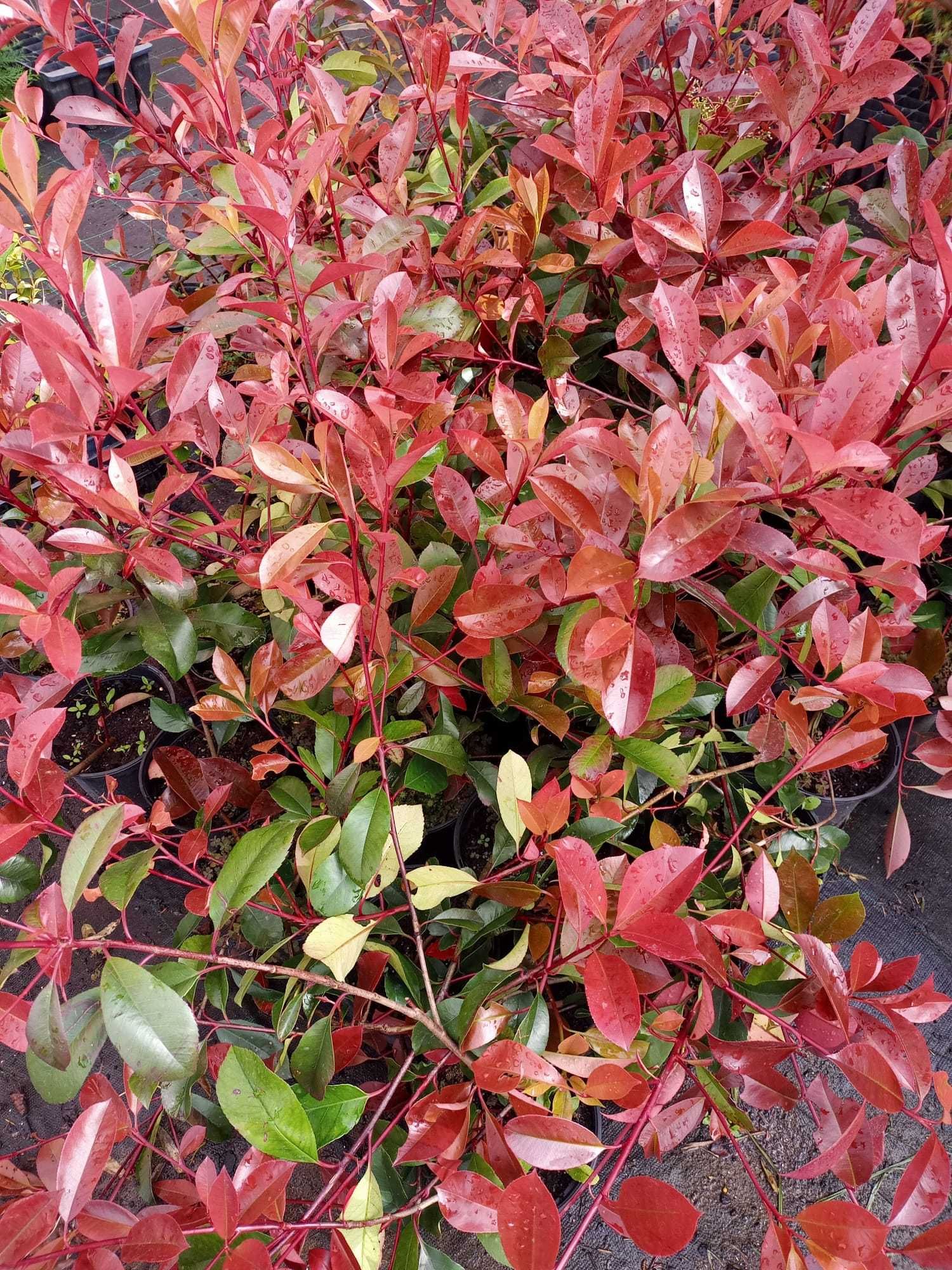 Photinia Red Robin | Photinia Carre Rouge