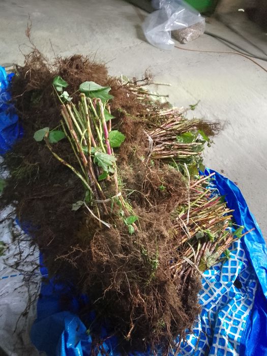 Sprzedam sadzonki malin