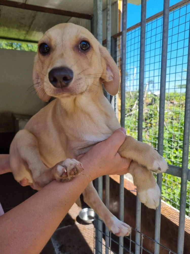 Bernie - 5 meses, porte médio (12-15kg)