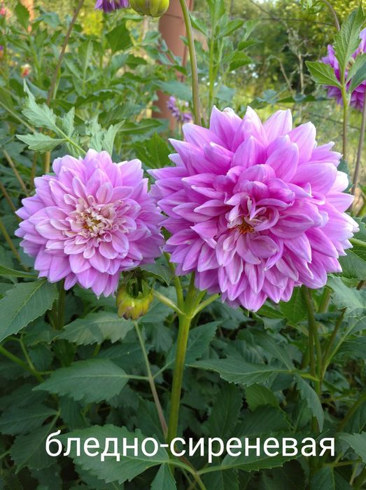 Клубні георгіни (жоржини)