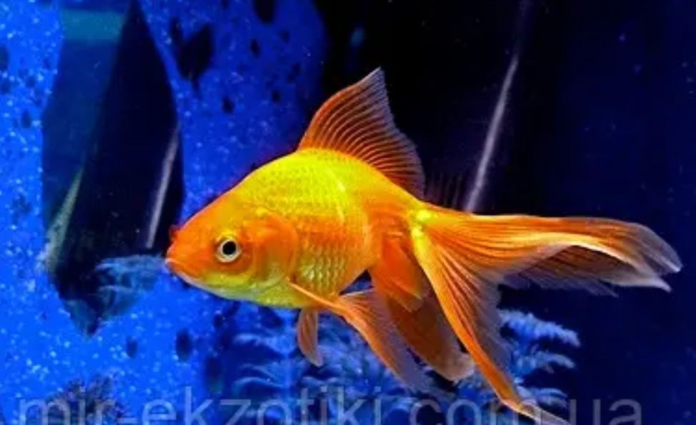 Акваріумні рибки в Києві: Золота рибка, чорний телескоп та ін.