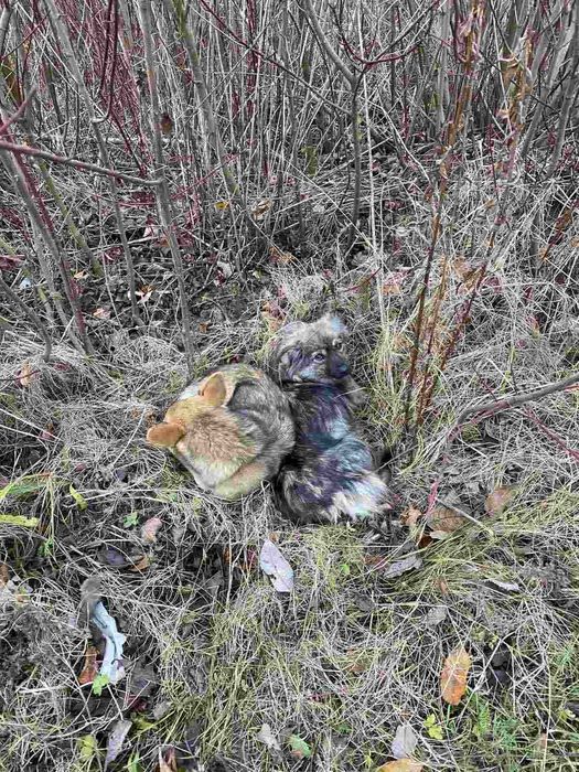 Собачки в добрі руки