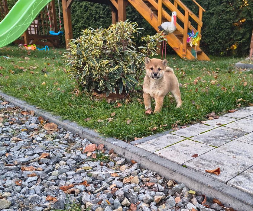 Śliczna suczka Shiba Inu