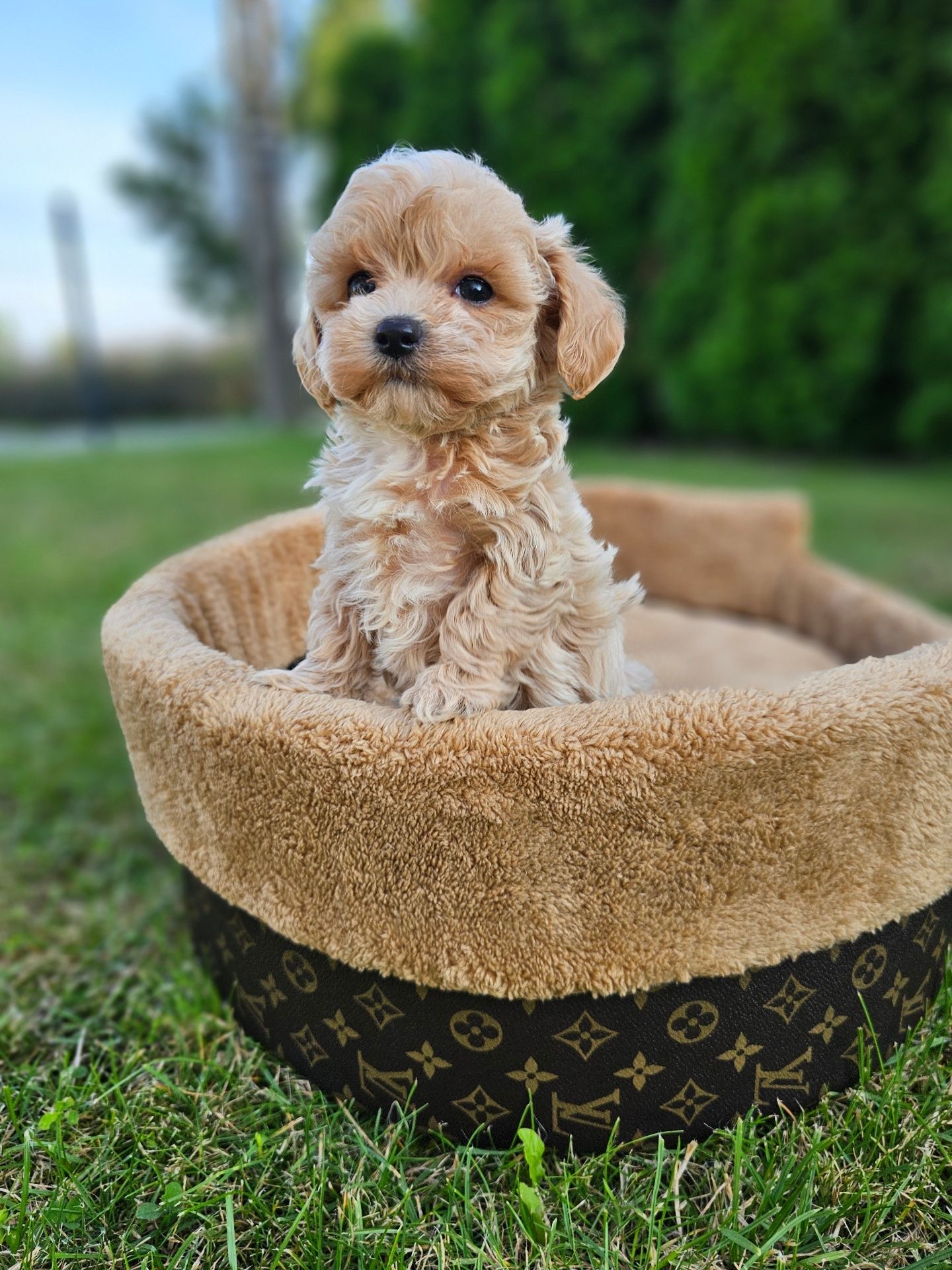 Obejrzyj Filmik Najpiękniejszy Chłopczyk  Maltipoo