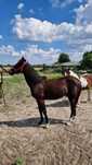 Ogierek roczny Tennessee Walking Horse