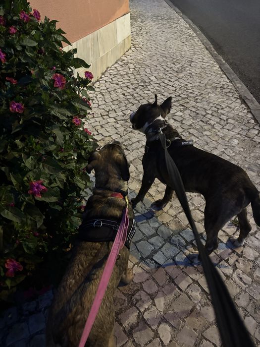 Pet sitter e Dog Walker com experiência