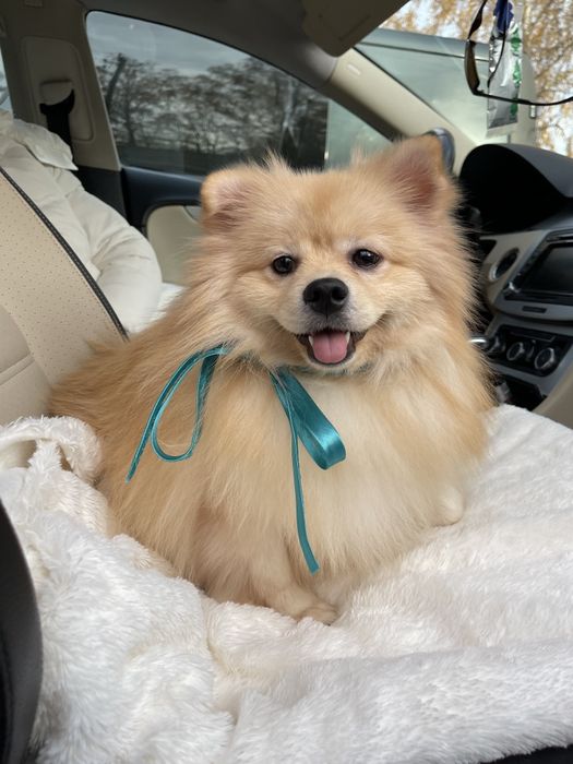 Ексклюзивні хлопчики Померанські шпіци з ідеальним характером