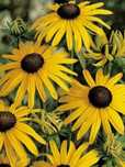 Rudbekia rudbekia sadzonka 10 szt
