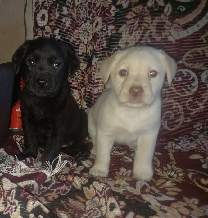 Цуценята лабрадора
