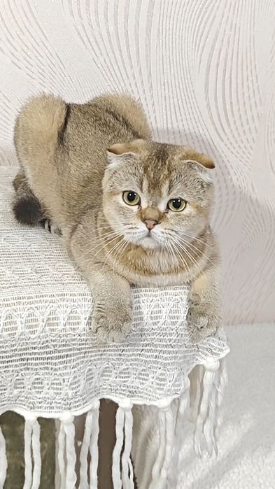 Чистокровная вислоухая девочка в золотом окрасе