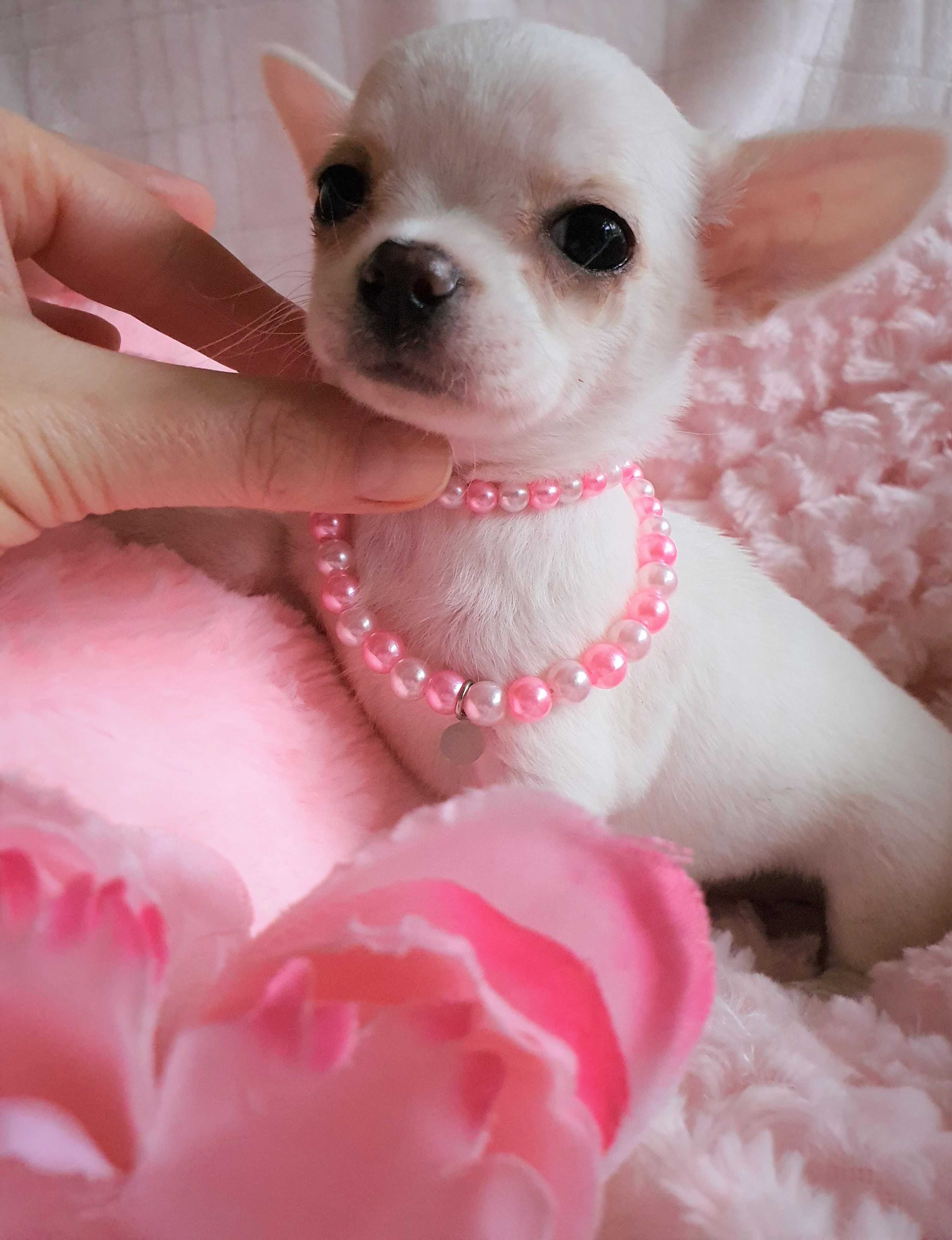 Chihuahua **Super mini**Piesek z Rodowodem. Biel-Cream.