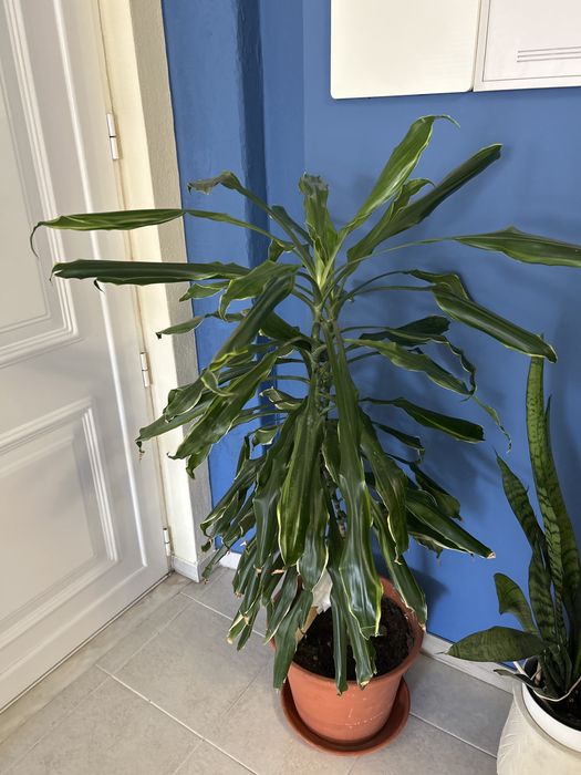 Planta de interor Dracaena
