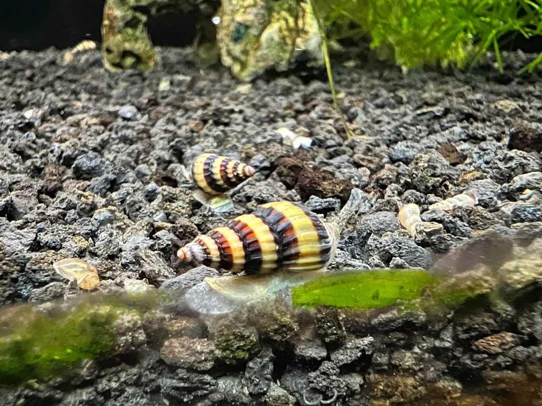 Ślimak Helenka (Clea helena / Anentome helena)