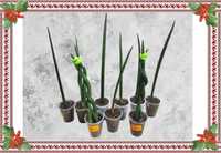 Сансевієрія циліндрична/Sansevieria Cylindrica