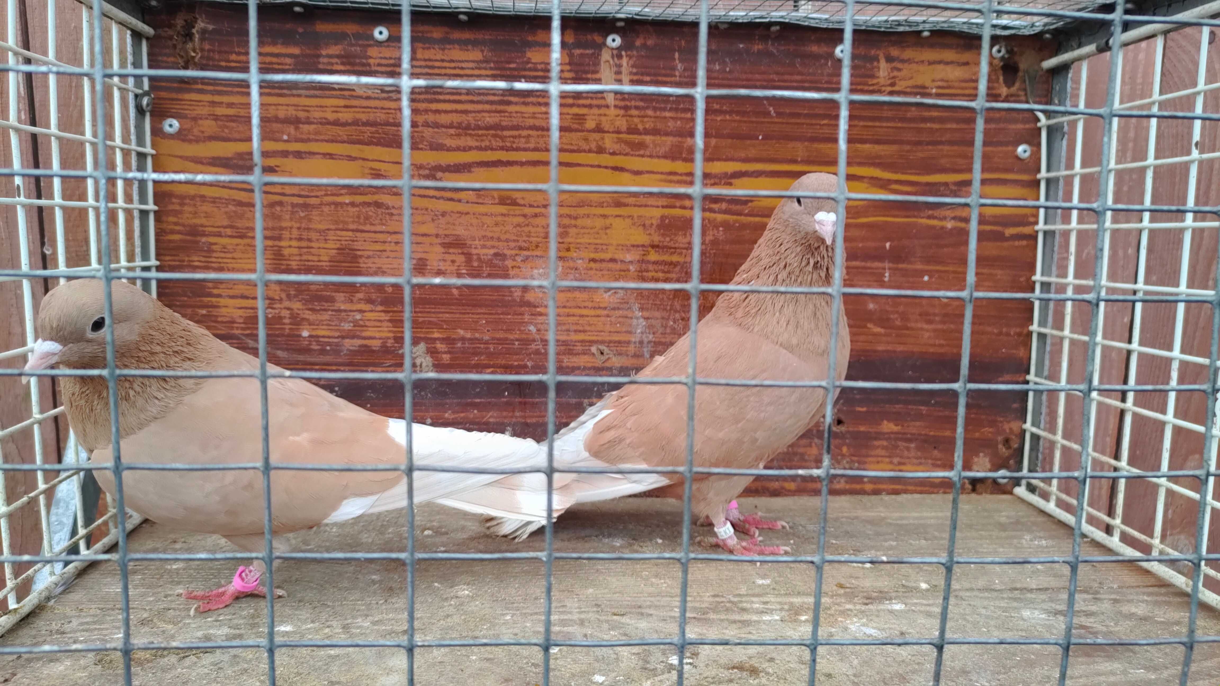 Turkoty arabskie