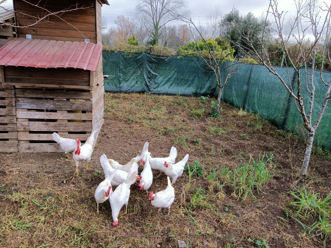 Casal Leghorn Branco