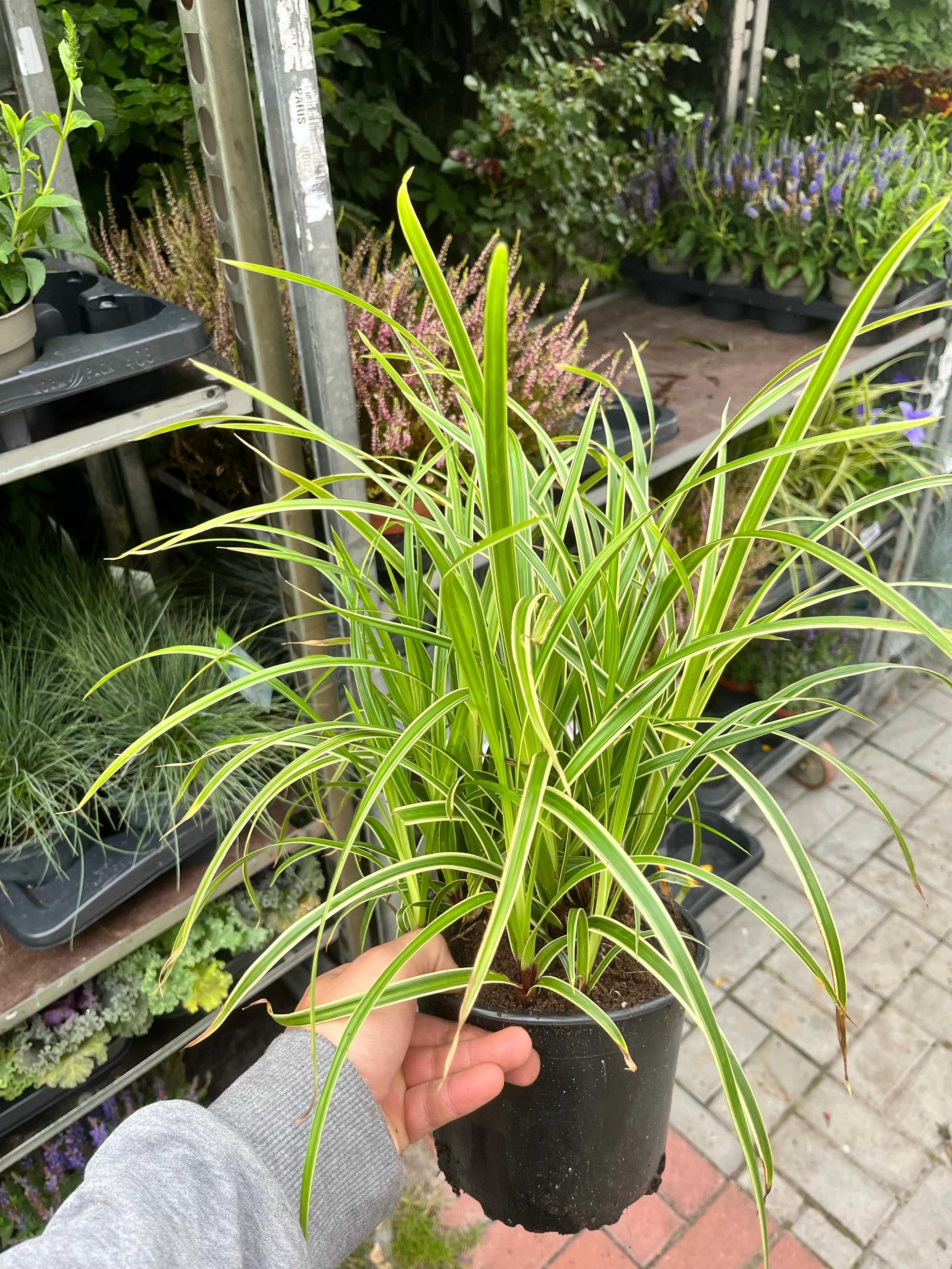 Carex morrowii 'Variegata'  1 szt. doniczka C3