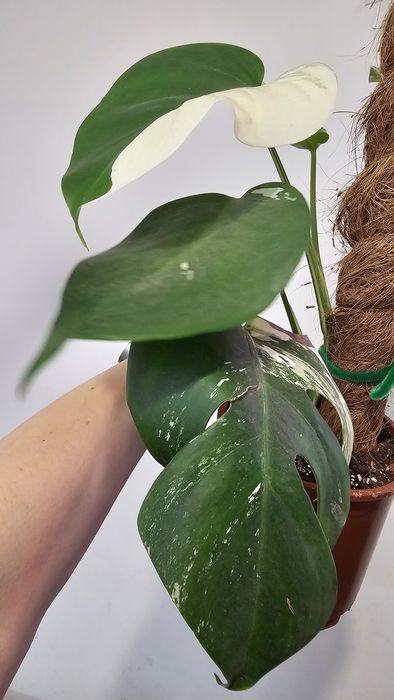 Монстера Альба / Monstera Albo