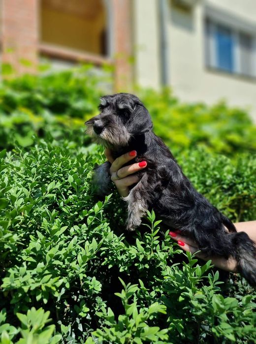 Цуценята цвергшнауцера