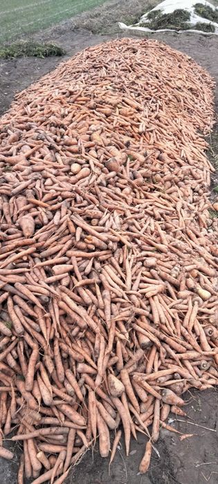 Морква на корм тваринам.