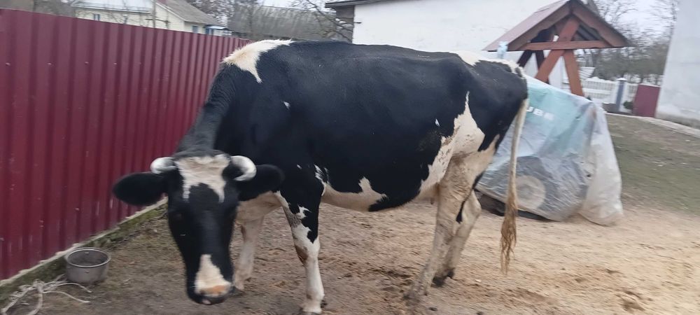 Продам корову порода Голштин