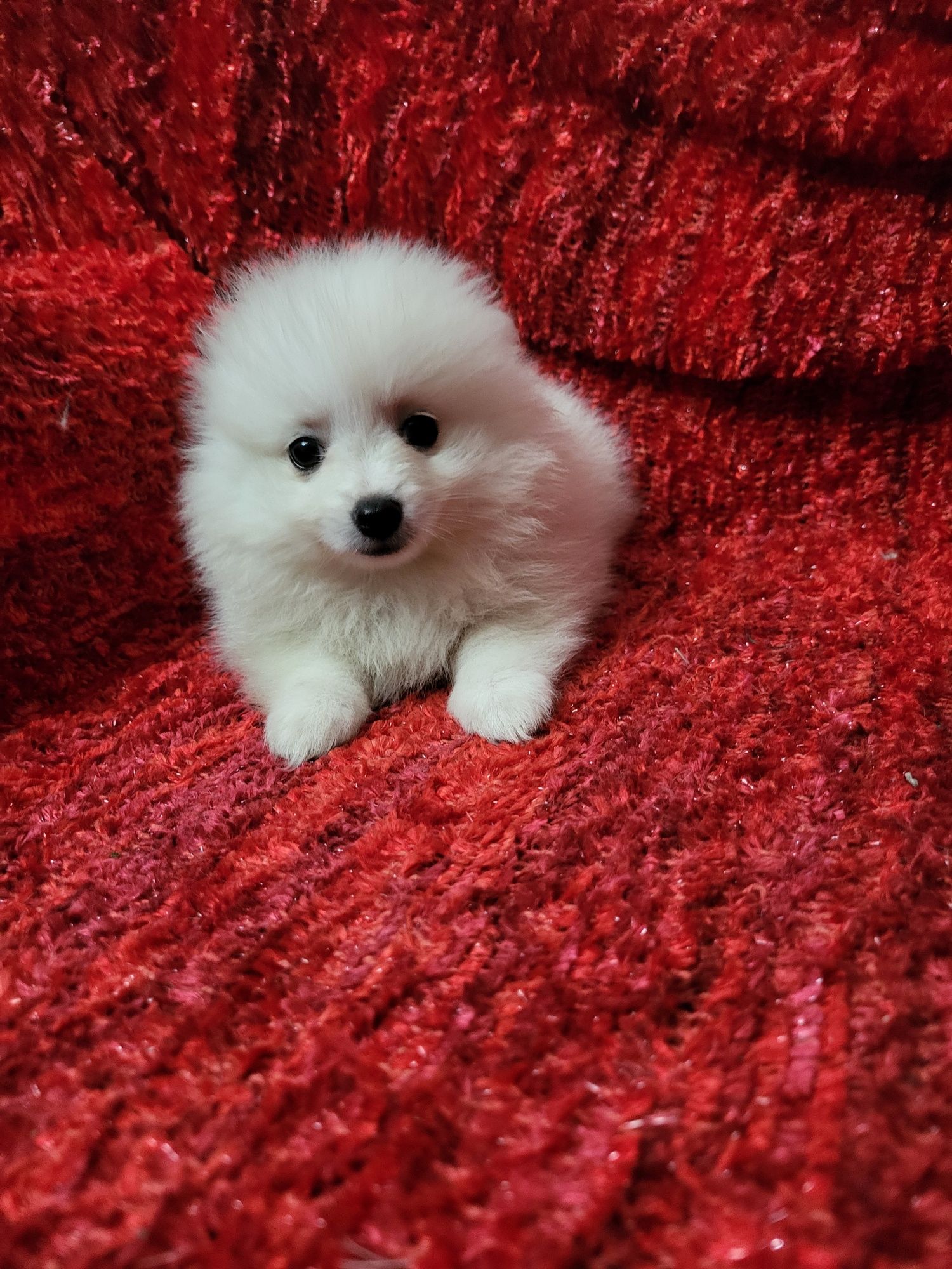 Spitz anão lulu da Pomerânia, fantástico