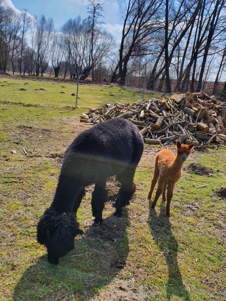 3 letnia alpaka samica z samiczką
