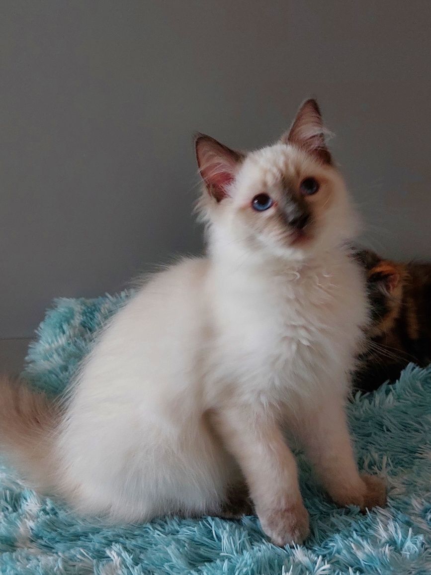 Watson kocurek Ragdoll FPL/FIFE
