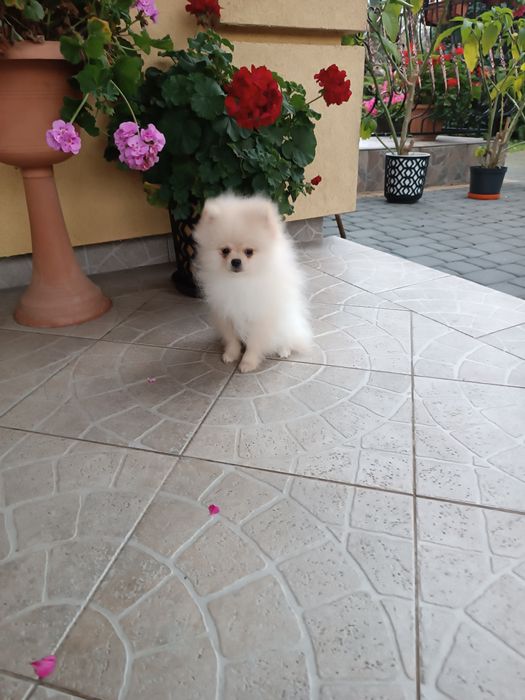 Szczeniak Szpic Pomeranian miniaturowych (chłopak)