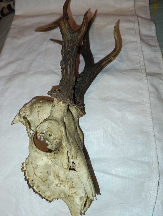 bardzo ciekawe poroże kozła sarny