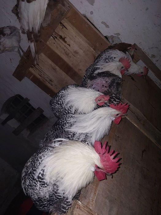 Koguty Araukany, Pary, Araucana, Brakla srebrna, kury ozdobne