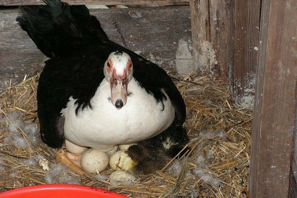 Продам яйця інкубаційні індокачок, мускусних качок(шипунів)