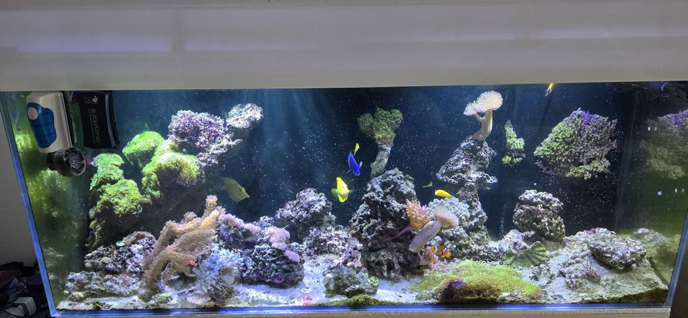 Skała morska ze zbiornika 600l