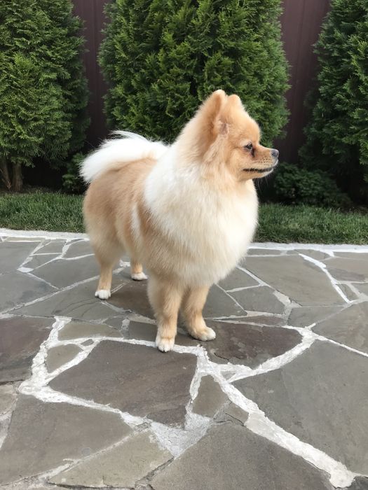 Ищем невесту , здоровый , ухоженый