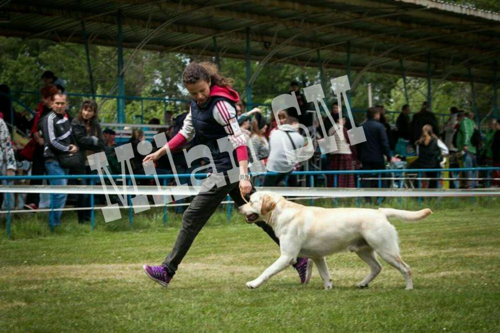Вязка. Лабрадор ретривер. Кобель.