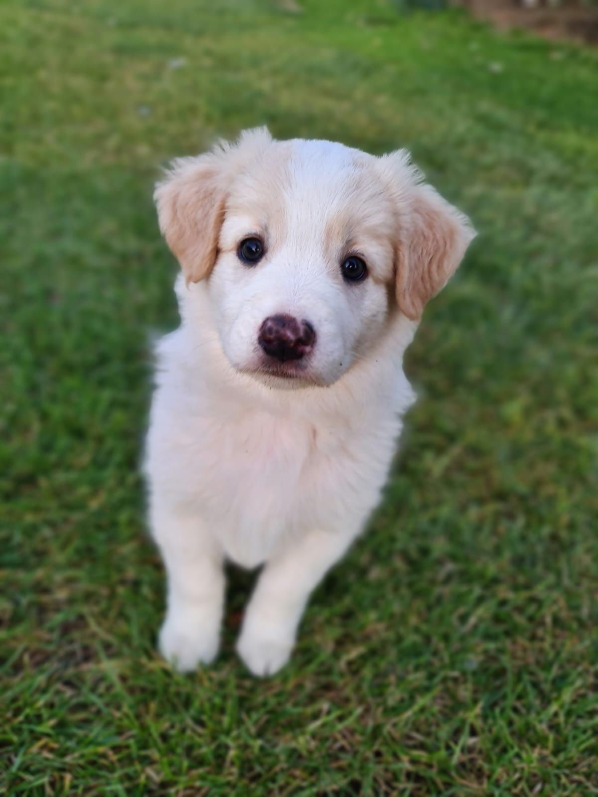 Piesek border collie ee-red do odbioru od połowy lipca