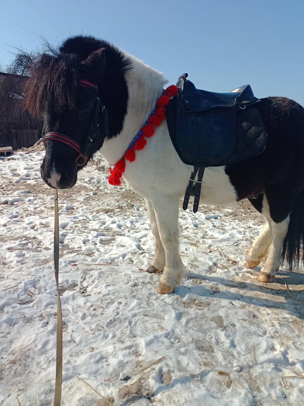 Продается шетлендский пони