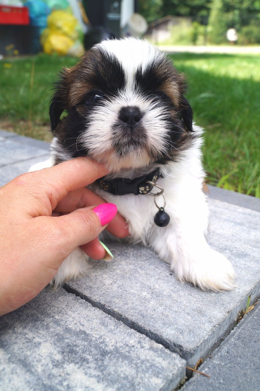 Śliczny szczeniak shih tzu