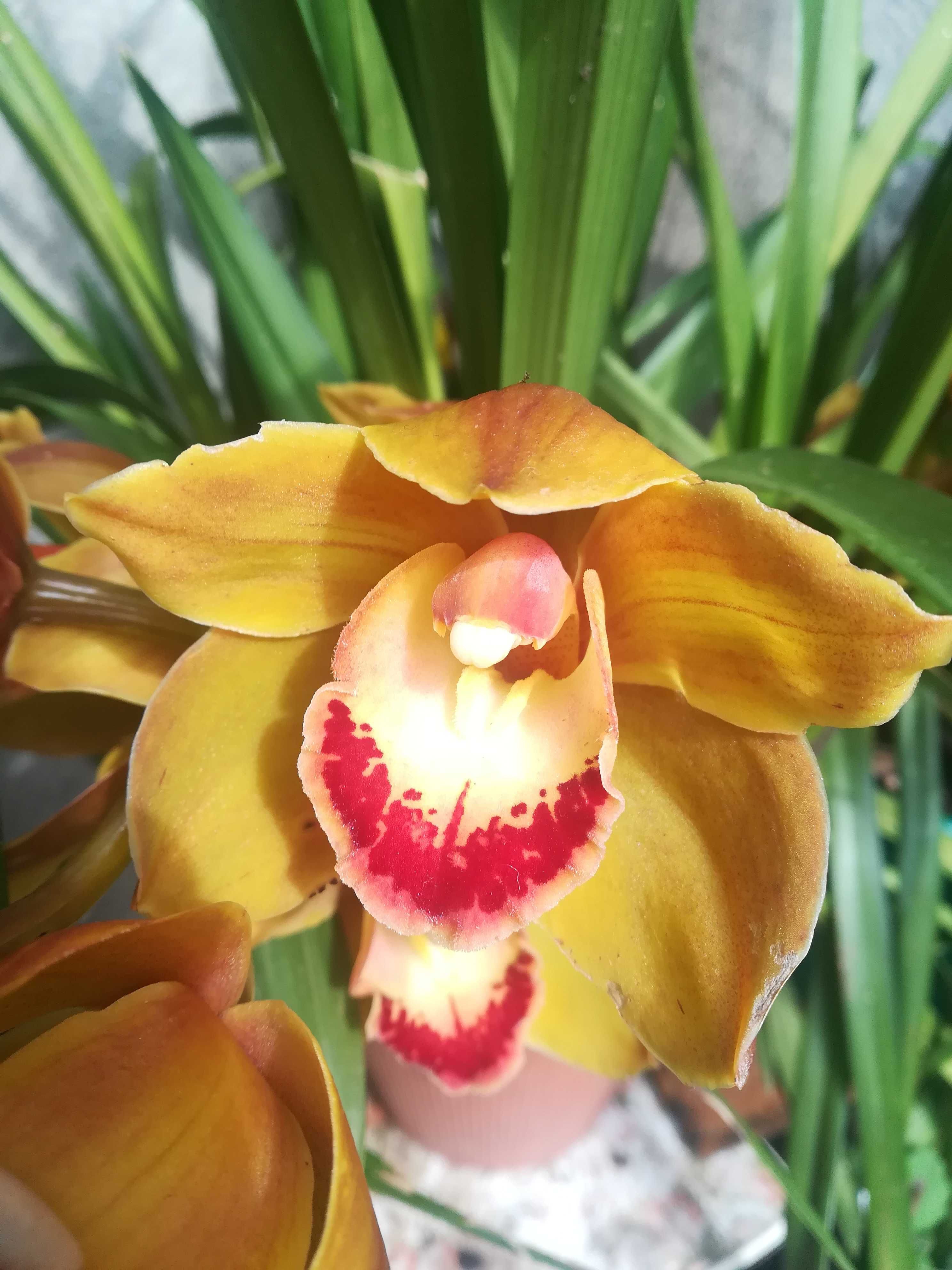 Orquídeas de flor grande, ler descrição