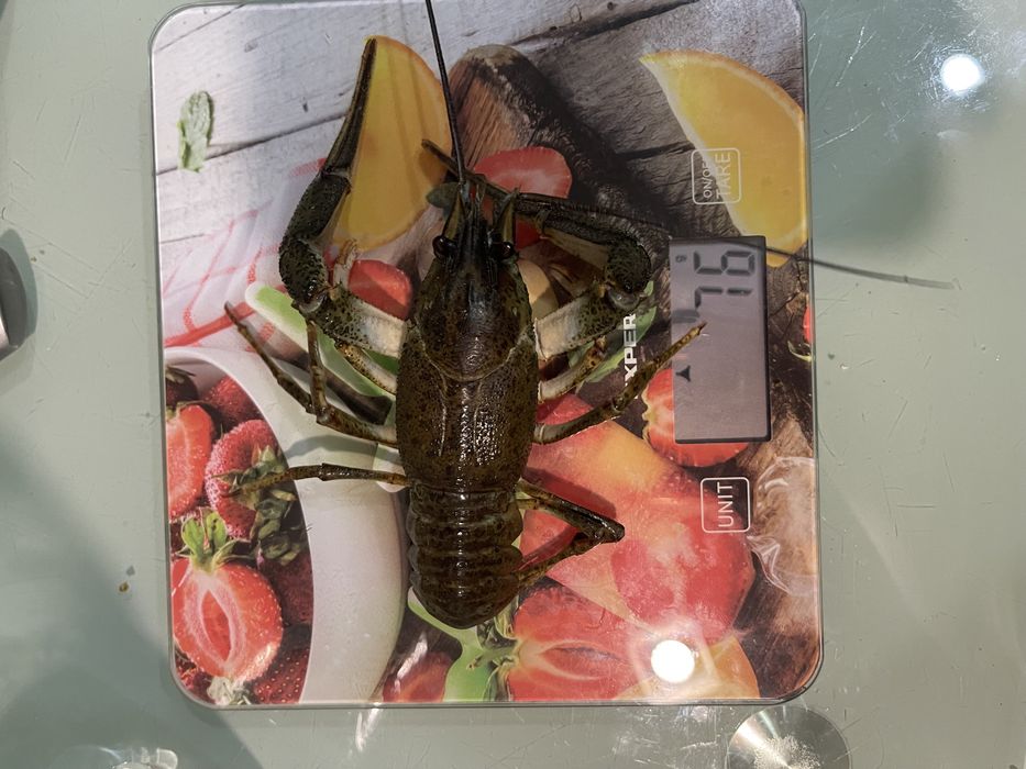 Живые раки Запорожье. 6 видов варки раков. Лушчие раки в городе !