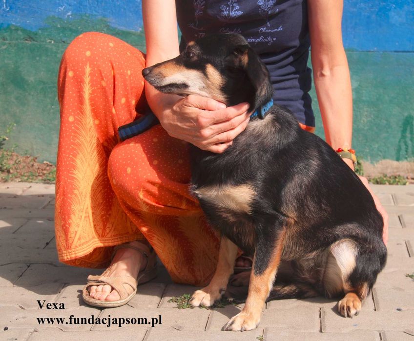 Vexa przylepka szuka domu