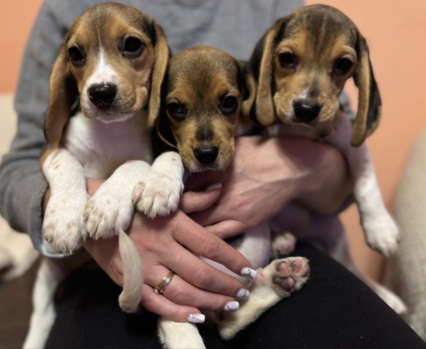 Чарівні малята Бігль