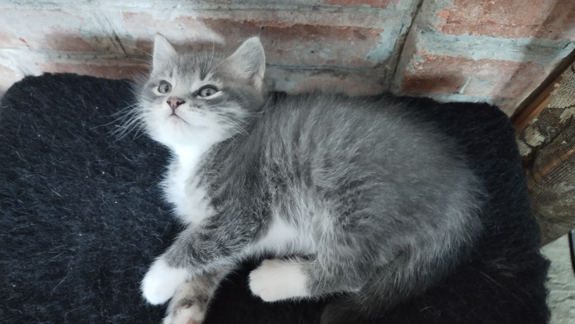 Котинята 2 місяця в добрі руки