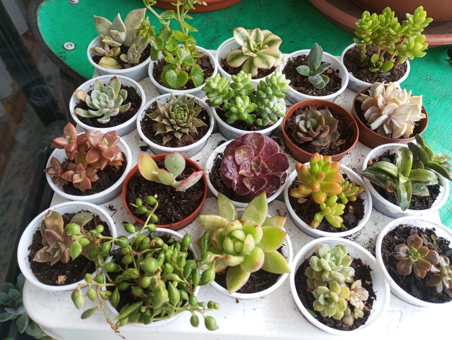 Pequenas suculentas variadas disponíveis