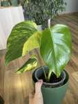 Monstera aurea marmorata ukorzeniona
