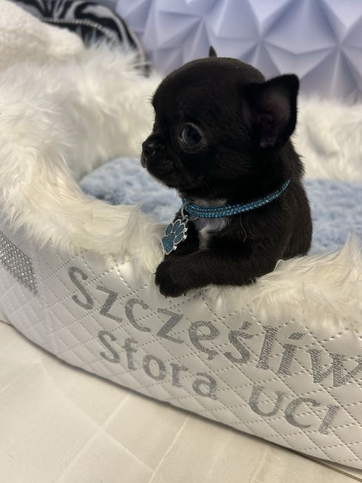 Chihuahua malutki chłopiec po championach Polski .CUDO