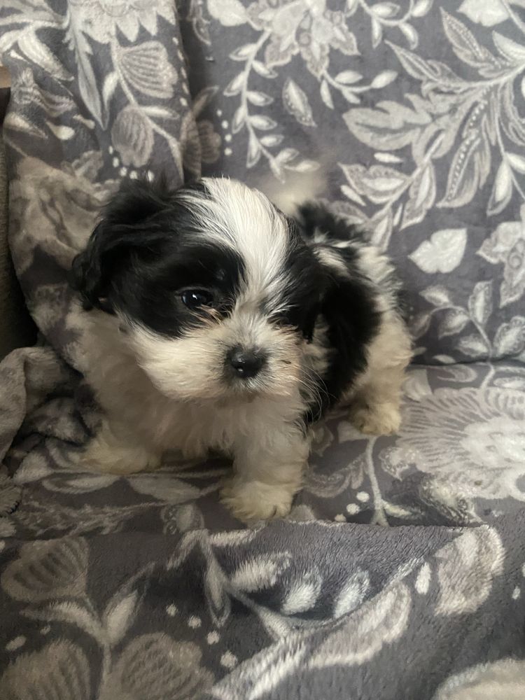 Piesek rasy shih tzu