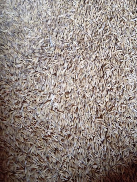 Sprzedam owies  zbiór tegoroczny