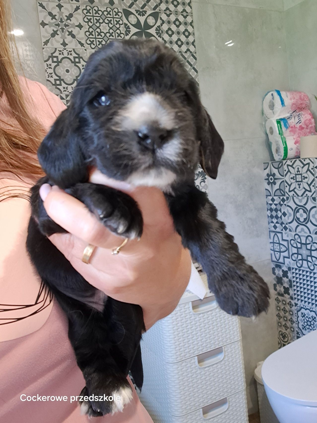 Cocker spaniel angielski